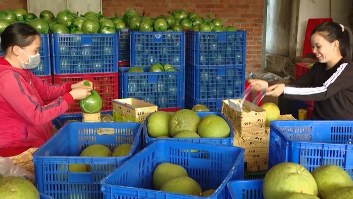 Nông nghiệp xanh mở lối tăng trưởng bền vững cho TPHCM - Ảnh 4.