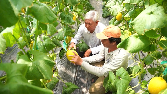 Nông nghiệp xanh mở lối tăng trưởng bền vững cho TPHCM - Ảnh 3.