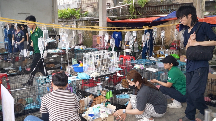  Công an TPHCM "lập bệnh viện dã chiến" đặc biệt cứu sống hơn 400 bé mèo - Ảnh 1.