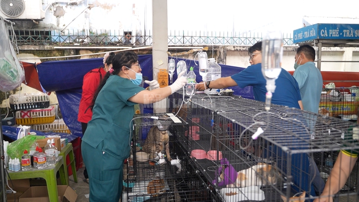  Công an TPHCM "lập bệnh viện dã chiến" đặc biệt cứu sống hơn 400 bé mèo - Ảnh 20.
