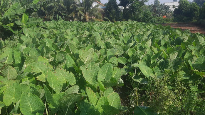 Xanh mướt cù lao Rùa - Ảnh 5.
