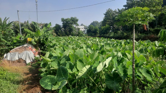 Xanh mướt cù lao Rùa - Ảnh 3.