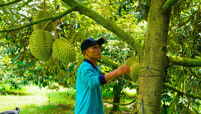 Sầu ri&ecirc;ng TPHCM: Đi đường d&agrave;i bằng chất lượng - Ảnh 2.