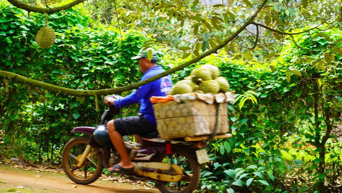 Sầu ri&ecirc;ng TPHCM: Đi đường d&agrave;i bằng chất lượng - Ảnh 5.