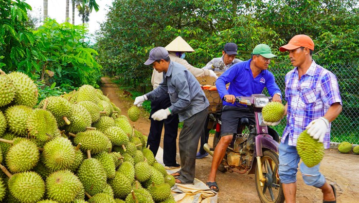 Sầu ri&ecirc;ng TPHCM: Đi đường d&agrave;i bằng chất lượng - Ảnh 3.