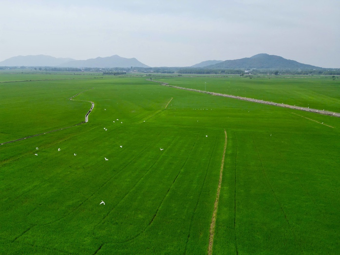 Drone xuống đồng, nông dân nhàn hơn - Ảnh 2.