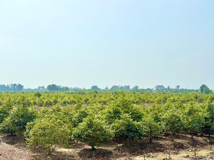 Nơi sắc xuân bén rễ trên vùng đất phèn - Ảnh 4.