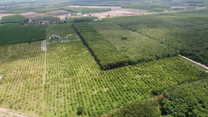 Đánh thức giá trị trái nhàu Việt - Ảnh 1.