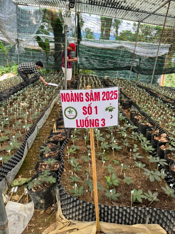 Số h&oacute;a s&acirc;m Ngọc Linh để bảo vệ sức khỏe người ti&ecirc;u d&ugrave;ng - Ảnh 2.