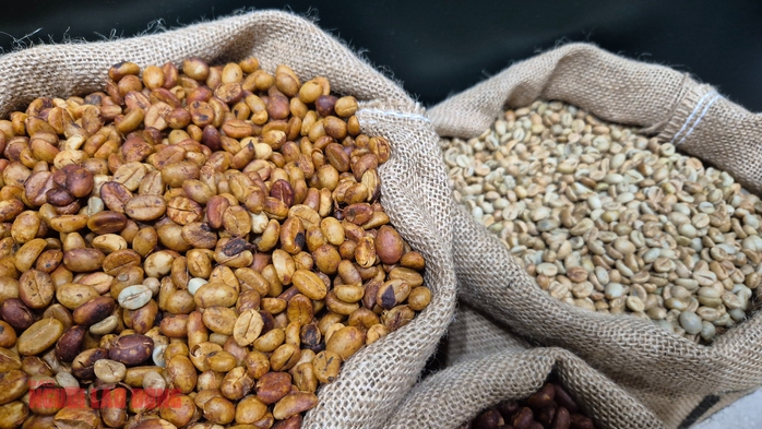 Robusta tăng trở lại giữa bối cảnh thị trường - Ảnh 2. Robusta tăng trở lại giữa bối cảnh thị trường - Ảnh 2.