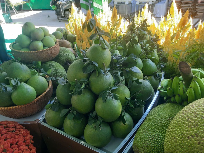 "L&agrave;ng th&ocirc;ng minh" giữa c&ugrave; lao bưởi trăm năm - Ảnh 2.