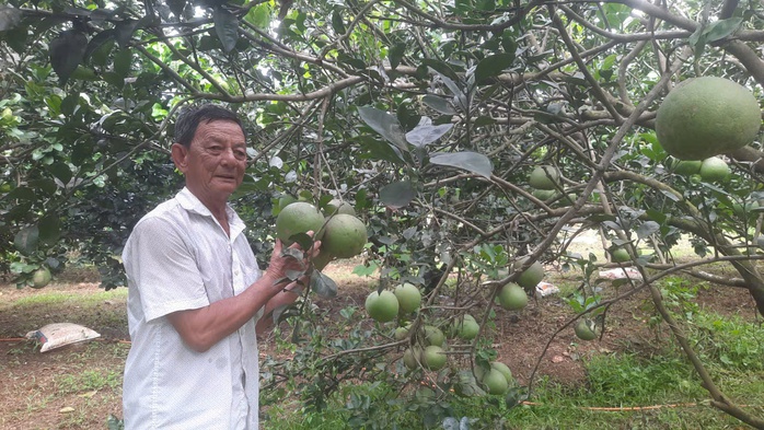 "L&agrave;ng th&ocirc;ng minh" giữa c&ugrave; lao bưởi trăm năm - Ảnh 1.
