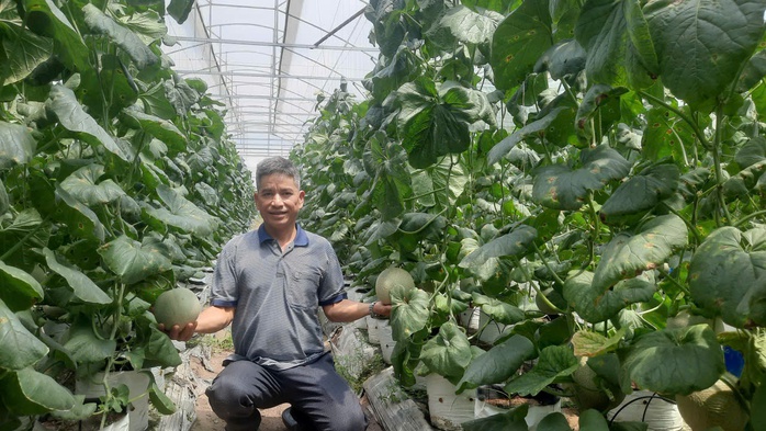 Khá giả nhờ trồng dưa lưới công nghệ cao - Ảnh 1.