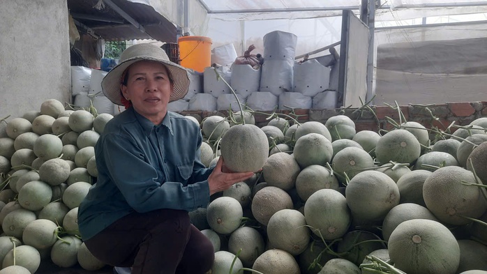 Khá giả nhờ trồng dưa lưới công nghệ cao - Ảnh 4.