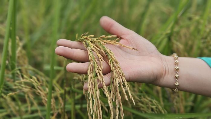 Từ cánh đồng hữu cơ đến thương hiệu OCOP vùng ven đô - Ảnh 3.