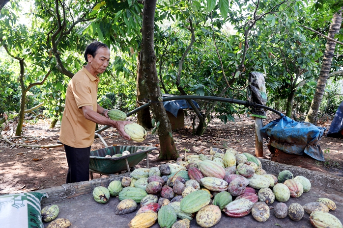 Ca cao Việt chinh phục thị trường quốc tế - Ảnh 3.