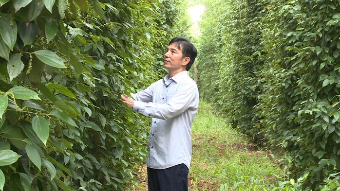 Khoác "áo mới" cho hạt tiêu Việt - Ảnh 2.