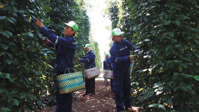 Khoác "áo mới" cho hạt tiêu Việt - Ảnh 1.