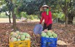 Trái cây, nông sản rớt giá mạnh