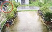 Cây phượng ngã đổ làm đứt dây điện, 2 người bị điện giật tử vong