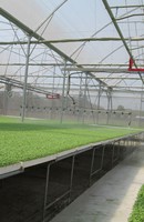 Sức hút của nông nghiệp Việt Sức hút của nông nghiệp Việt