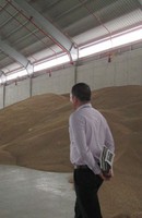 Kiến nghị không tái xuất lúa mì nhiễm cỏ kế đồng Kiến nghị không tái xuất lúa mì nhiễm cỏ kế đồng