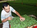 Trồng hoa Tết lo đủ điều Trồng hoa Tết lo đủ điều