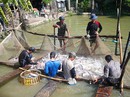 Tiếp tục đòi công bằng cho cá tra Tiếp tục đòi công bằng cho cá tra
