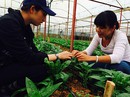 Hàng chất lượng khó bán (*): Ngon, dở đều cào bằng Hàng chất lượng khó bán (*): Ngon, dở đều cào bằng