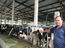 “Cơn sốt” bò sữa “Cơn sốt” bò sữa
