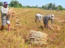 Nông dân không thể tự lo Nông dân không thể tự lo