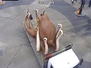 Lâu lâu mới gặp! Lâu lâu mới gặp!