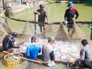 Doanh nghiệp xuất khẩu cá tra dọa đóng cửa Doanh nghiệp xuất khẩu cá tra dọa đóng cửa