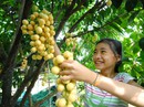 Những vườn dâu trăm triệu của nông dân miền Tây Những vườn dâu trăm triệu của nông dân miền Tây