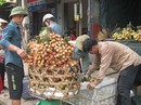 Trái cây Việt rộng đường vào Mỹ Trái cây Việt rộng đường vào Mỹ