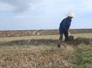 Điêu đứng vì khô hạn Điêu đứng vì khô hạn