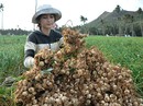 Lấn biển, mở rộng đảo Lý Sơn Lấn biển, mở rộng đảo Lý Sơn