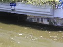 Cá chết hàng loạt trên kênh Nhiêu Lộc - Thị Nghè Cá chết hàng loạt trên kênh Nhiêu Lộc - Thị Nghè