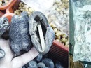 Giá con banh lông rớt thảm hại Giá con banh lông rớt thảm hại