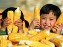 “Nông nghiệp yêu nước” kiểu Trung Quốc (*): Bại lộ âm mưu “Nông nghiệp yêu nước” kiểu Trung Quốc (*): Bại lộ âm mưu