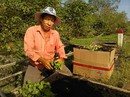 Triệu phú vườn ươm Triệu phú vườn ươm