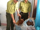 Lâm tặc vây đánh kiểm lâm "đòi" gỗ sưa Lâm tặc vây đánh kiểm lâm "đòi" gỗ sưa