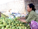 Nhà vườn méo mặt vì 3 kg xoài= 1 kg rau muống Nhà vườn méo mặt vì 3 kg xoài= 1 kg rau muống