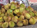 Thương lái thu gom cả sầu riêng non Thương lái thu gom cả sầu riêng non