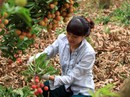 Hành trình vải Lục Ngạn từ nhà ra phố chợ Hành trình vải Lục Ngạn từ nhà ra phố chợ