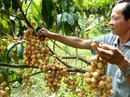 “Quả táo cắn dở” của Mỹ và trái cây Việt “Quả táo cắn dở” của Mỹ và trái cây Việt