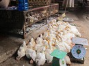 Dịch cúm A/H5N6 xuất hiện tại Thanh Hóa Dịch cúm A/H5N6 xuất hiện tại Thanh Hóa