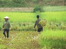 Một nông dân bị sét đánh chết khi đi thu hoạch lúa Một nông dân bị sét đánh chết khi đi thu hoạch lúa