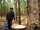 Nhiều đại gia rút khỏi nông nghiệp Nhiều đại gia rút khỏi nông nghiệp