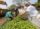 Giá chanh không hạt tăng cao Giá chanh không hạt tăng cao